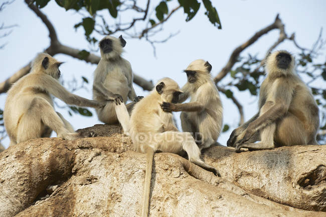 Cinco langurus sentados na árvore — Fotografia de Stock