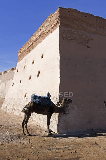 Camello solitario atado a la fortaleza - foto de stock