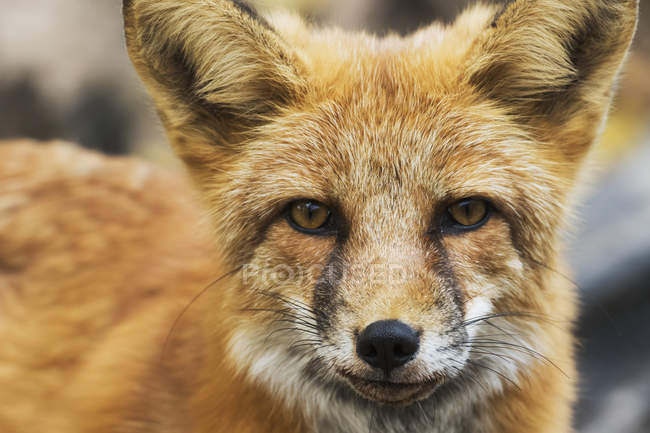 Червона лисиця дивиться на камеру — стокове фото
