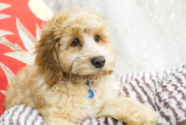 Cute dog lays in bed — Stock Photo
