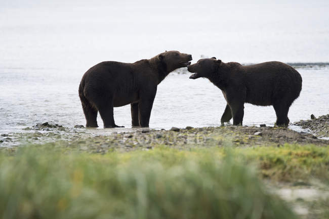 Orsi costieri dell'Alaska — Foto stock