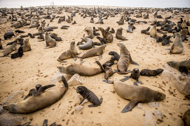 Phoques à fourrure du Cap — Photo de stock