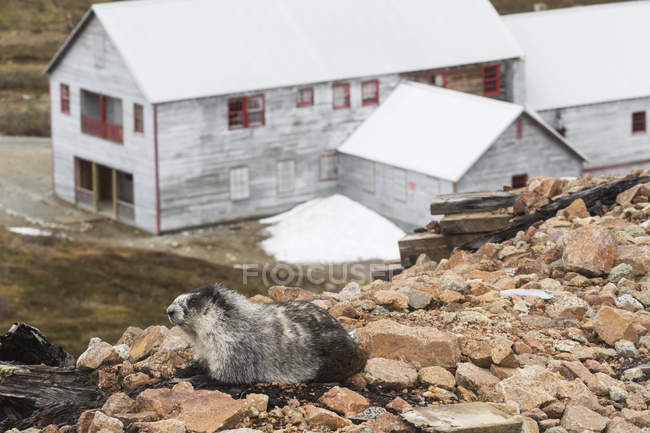 Marmota repousa na encosta — Fotografia de Stock