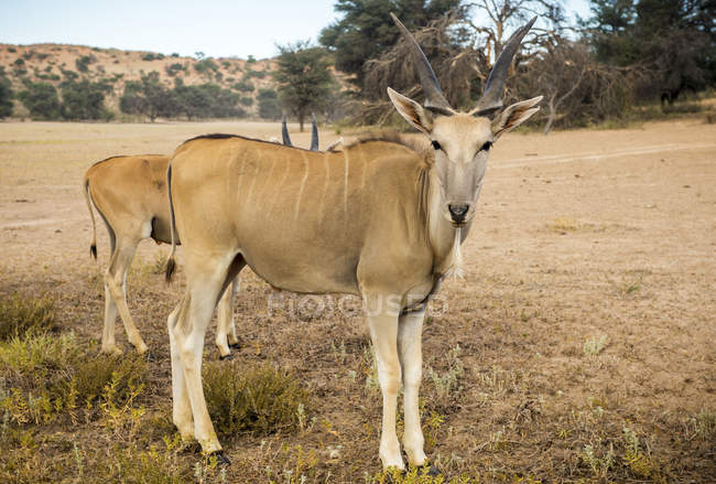 Eland a piedi nella fattoria della Namibia — Foto stock