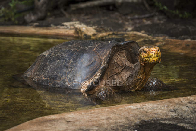 Галапагосская гигантская черепаха — стоковое фото