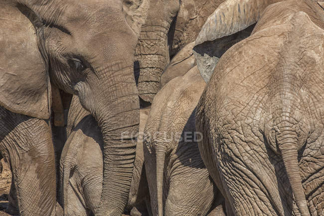 Слоны собираются на открытом воздухе — стоковое фото