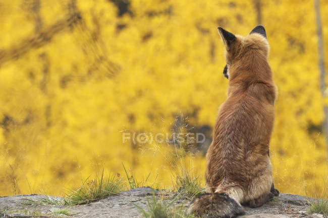Raposa vermelha olhando para fora — Fotografia de Stock