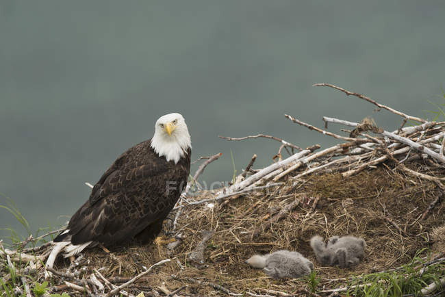 Águila calva sentada junto al nido con mudas, fondo borroso - foto de stock