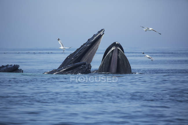 Ballenas jorobadas en el agua - foto de stock