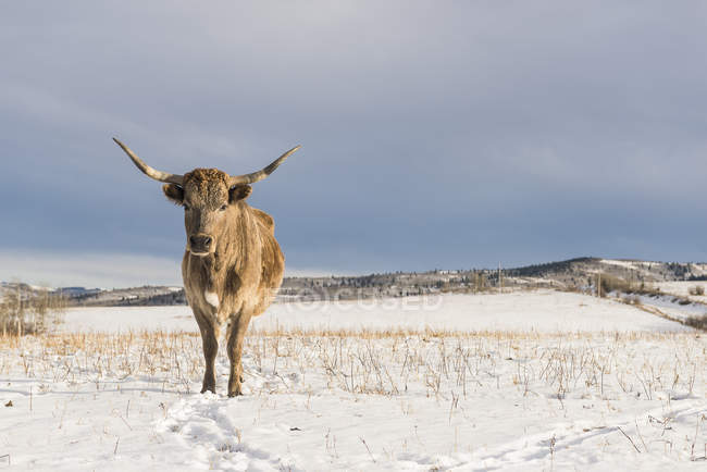 Лонгхорнська корова стоїть на снігу — стокове фото