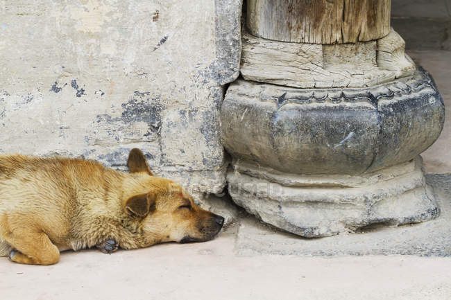 Cane dormiente per strada — Foto stock