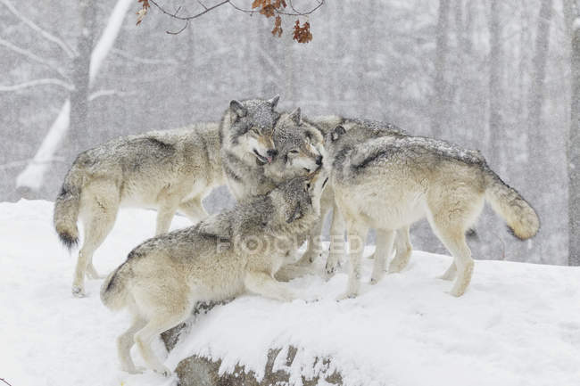 Lobo paquete tener un poco de diversión - foto de stock