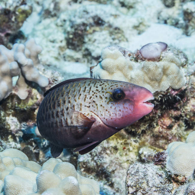 Pez loro exótico nadando en el océano cerca de coral - foto de stock
