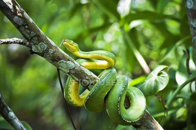 Зелене дерево змії — стокове фото