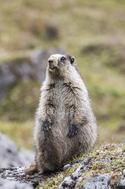 La marmotte adulte est en alerte — Photo de stock