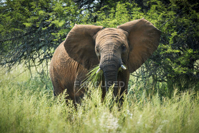 Elefante em pé na grama alta — Fotografia de Stock