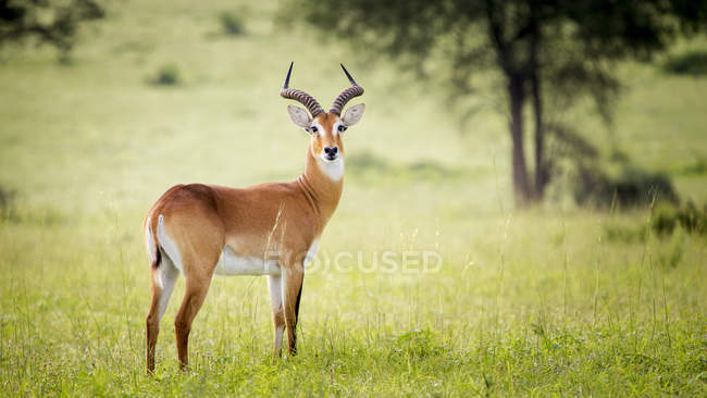 Antilope debout sur le terrain — Photo de stock
