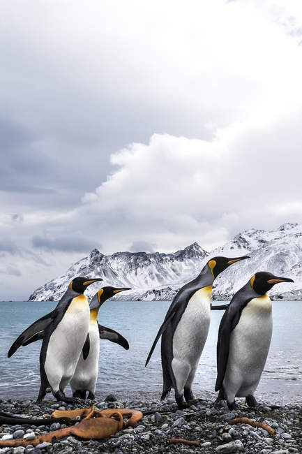 Quatro pinguins-rei — Fotografia de Stock