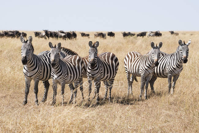 Linie von fünf Zebras — Stockfoto