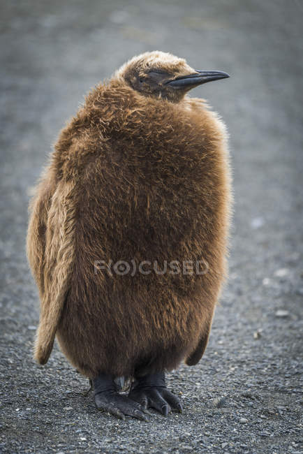 Oakum chico rey pingüino - foto de stock
