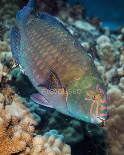 Екзотичний Папуга плаває в океані поблизу коралів — стокове фото