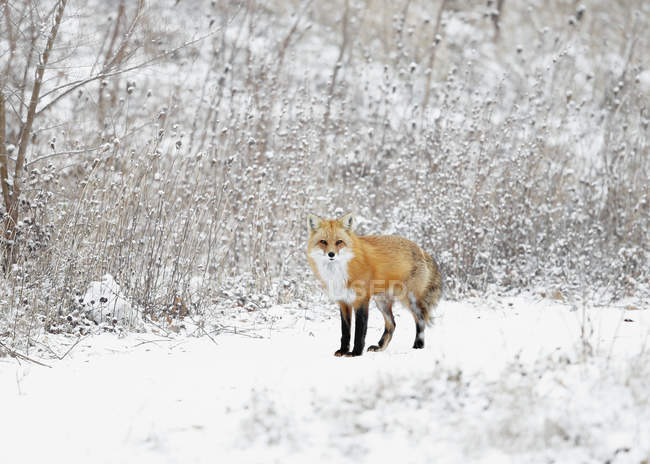 Male red fox — Stock Photo