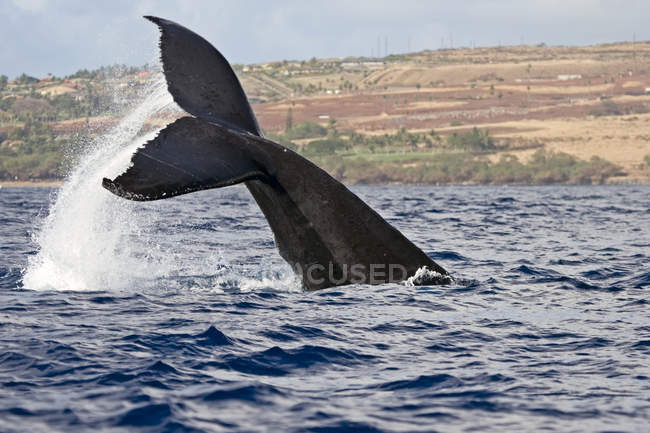Брызги хвоста кита — стоковое фото