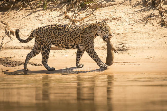 Jaguar carries fresh kill — Stock Photo