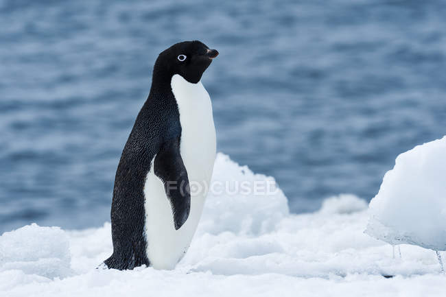 Pingüino Adelie parado sobre hielo - foto de stock