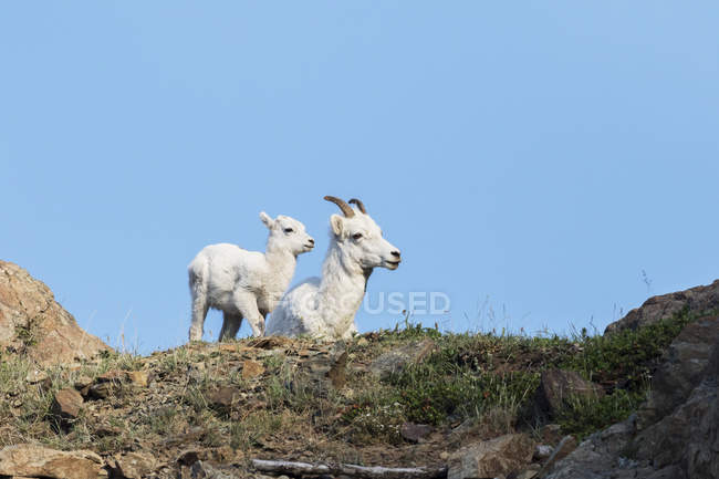 Далль овца и ее ягненок — стоковое фото