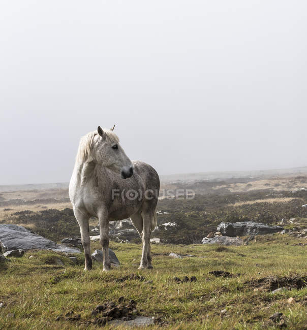 Wildweißes Pferd — Stockfoto