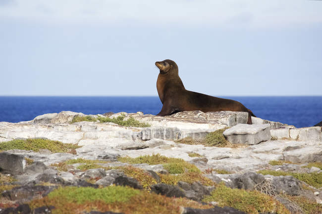 Sea lion on rocky promontory — Stock Photo