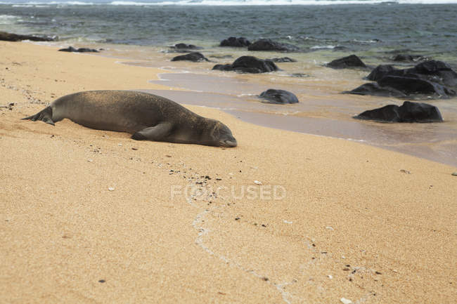Гавайская тюлень — стоковое фото