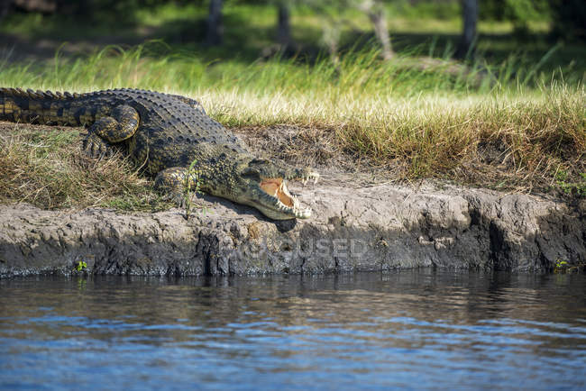 Krokodil an Land über Wasser — Stockfoto