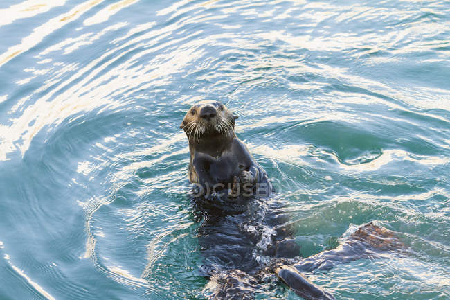 Lontra-marinha flutuando nas costas — Fotografia de Stock