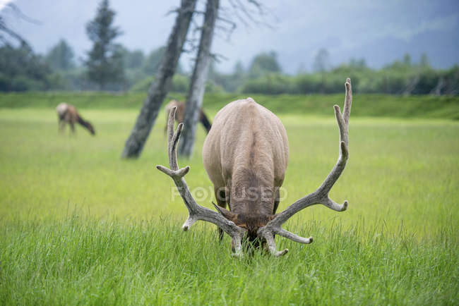 Elk grazing in field — Stock Photo