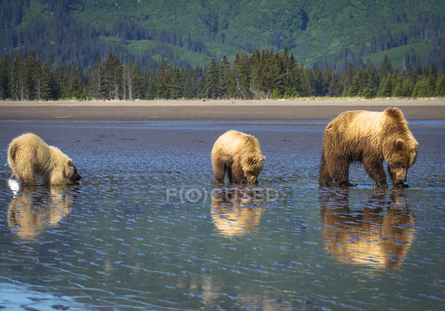 Прибрежные медведи Аляски — стоковое фото