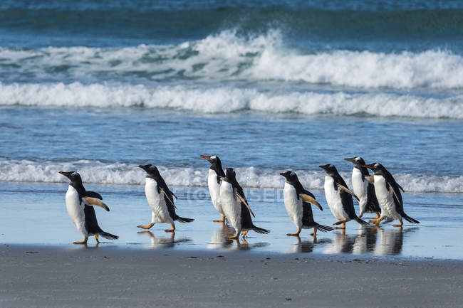 Пингвины Gentoo ходят — стоковое фото