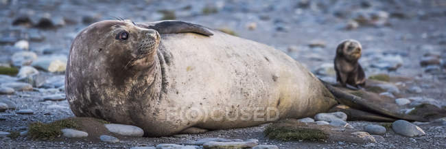 Cachorro de foca de piel antártica - foto de stock