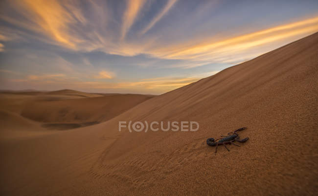 Scorpion walking through the desert — Stock Photo