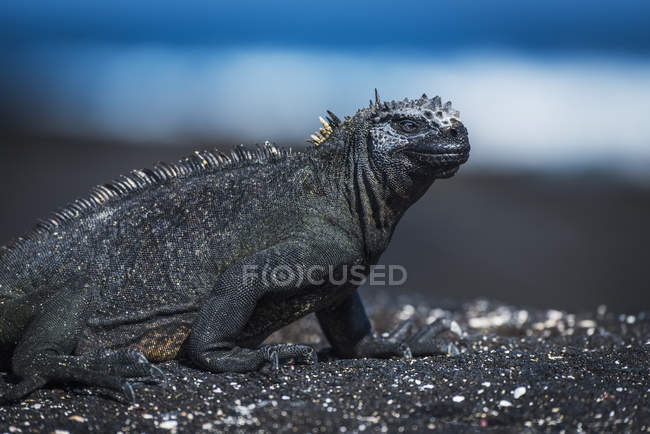 Iguana marina prendere il sole — Foto stock