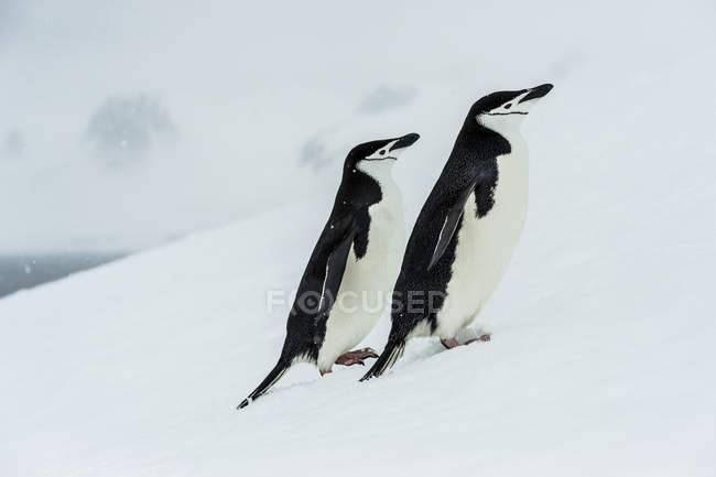 Chinstrap pingüinos en las nevadas - foto de stock