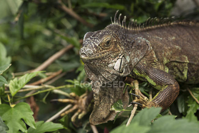 Fechar de Iguana rastejando — Fotografia de Stock