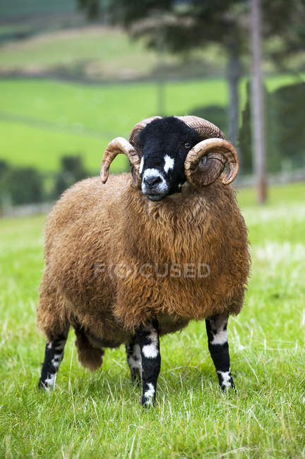 Dalesbred ram standing in field — Stock Photo