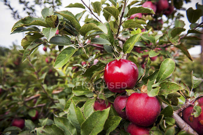Manzanas rojas en el árbol - foto de stock