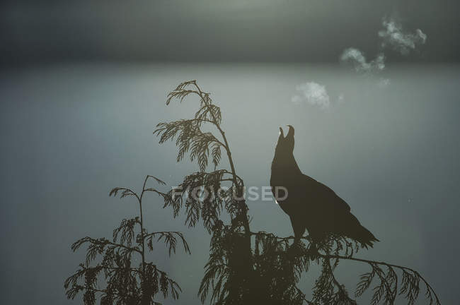 Лысый орел и он дышит — стоковое фото