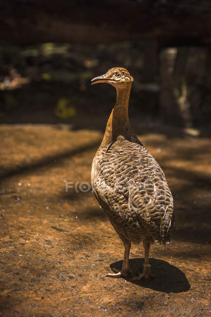 Red-winged tinamou — Stock Photo