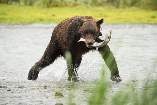 Ours brun pêchant dans la baie — Photo de stock