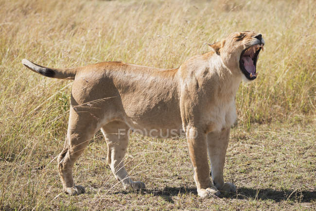Löwin steht auf Gras — Stockfoto