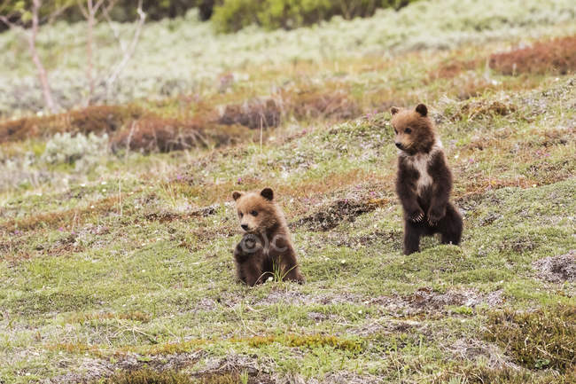 Gemelo cachorro osos grizzly - foto de stock